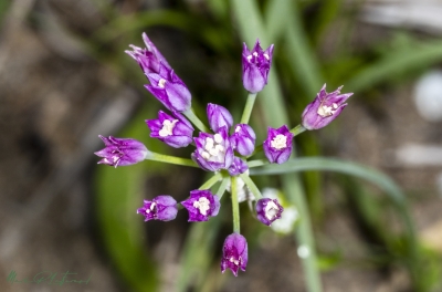 Wild Garlic April 2025